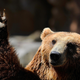 Nobody beats The Grizz.